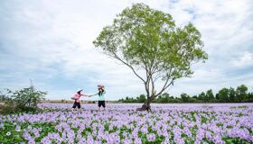 Begin your visa-prepared day with Vietnam’s tranquil ambiance